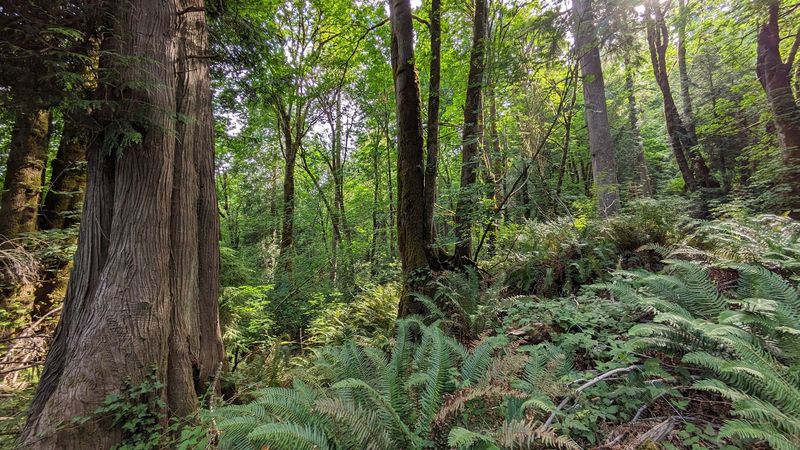 Forest Trails Made For Easy Wandering Forest Trails Made For Easy Wandering