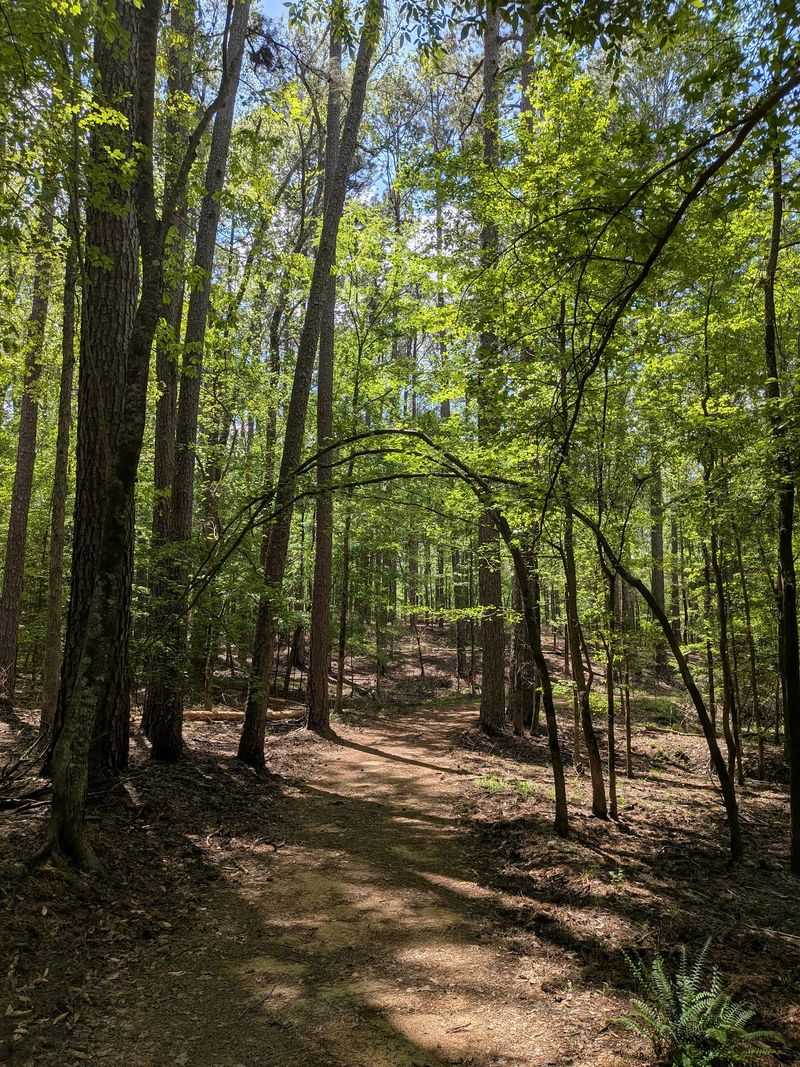 Forest Trails That Feel Miles From Anywhere Forest Trails That Feel Miles From Anywhere