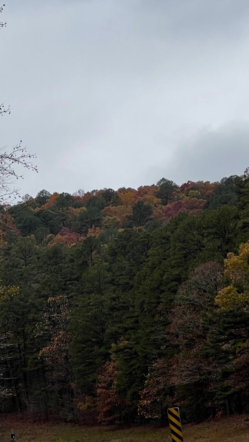 Forest Trails With A Slow Pace