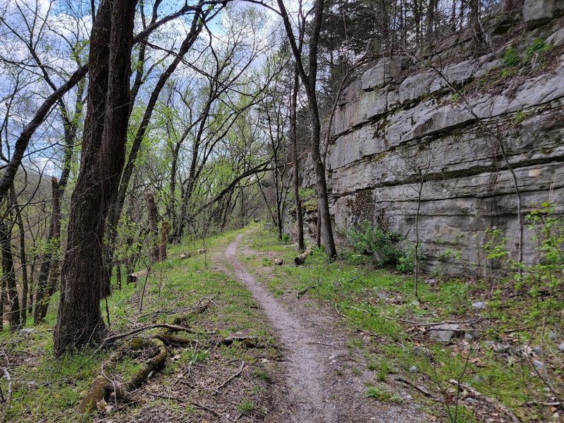 Forest Views Beyond The Old Rail Grade