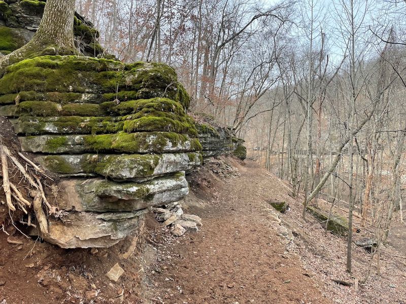 Forest Views Open Up Above The Trails