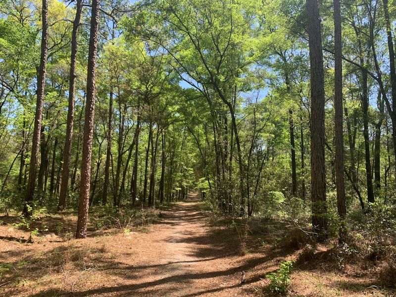 Forests That Look Transplanted From Another State Forests That Look Transplanted From Another State