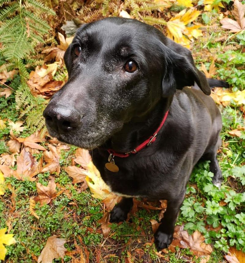 Forever Fosters and Hospice Companions Forever Fosters and Hospice Companions