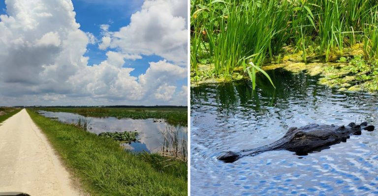 Forget Gatorland This Free Florida Wildlife Drive Lets You See 60+ Alligators From Your Car
