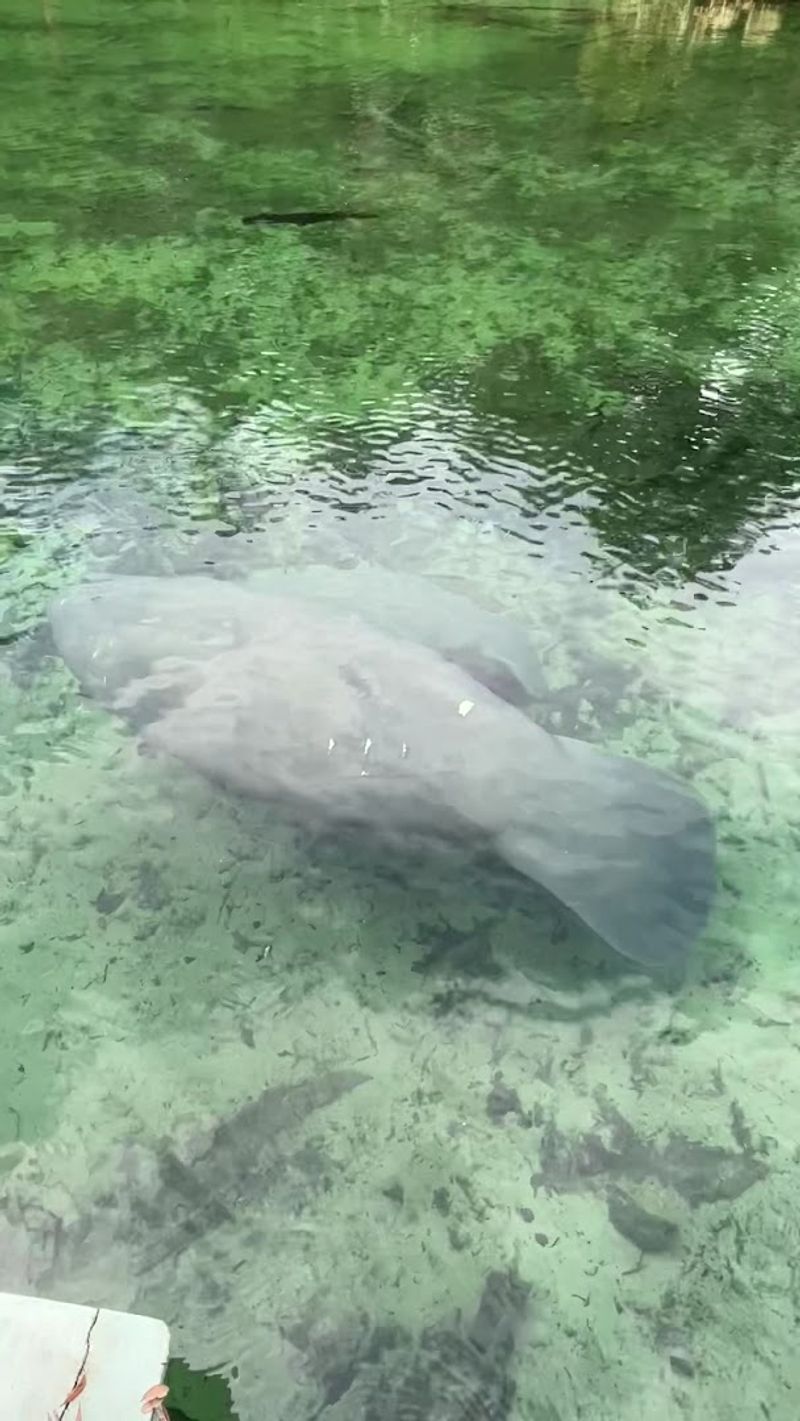 Blue Spring State Park Campground, Orange City