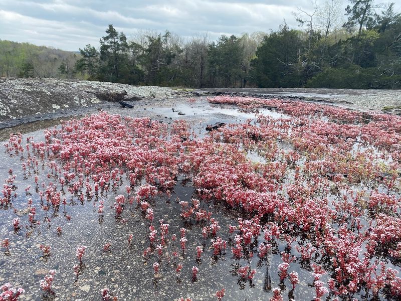 Forty Acre Rock Heritage Preserve, Kershaw