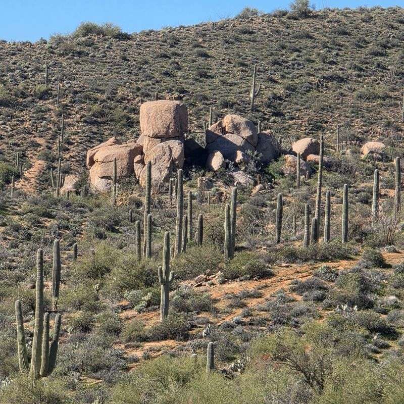 Forty Acres Of Desert Prairie To Explore