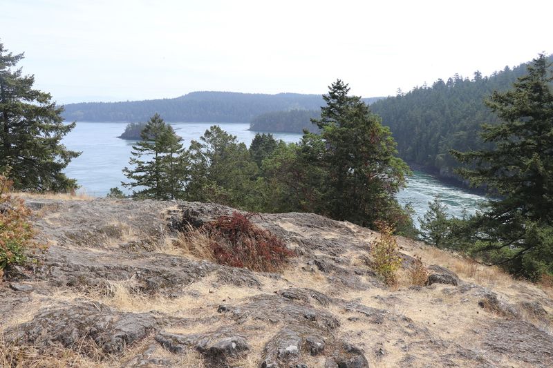 Camping Under Stars And Towering Trees