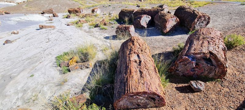 Fossil Bones And Ancient Creatures At Rainbow Forest Museum