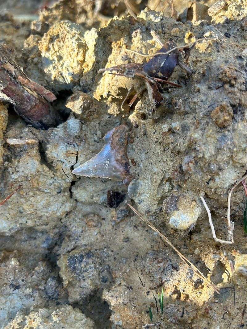 Fossil Hunting After Dark Is Actually An Option