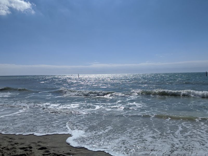 Fossil Shark Teeth Wash Up Like Tiny Treasures