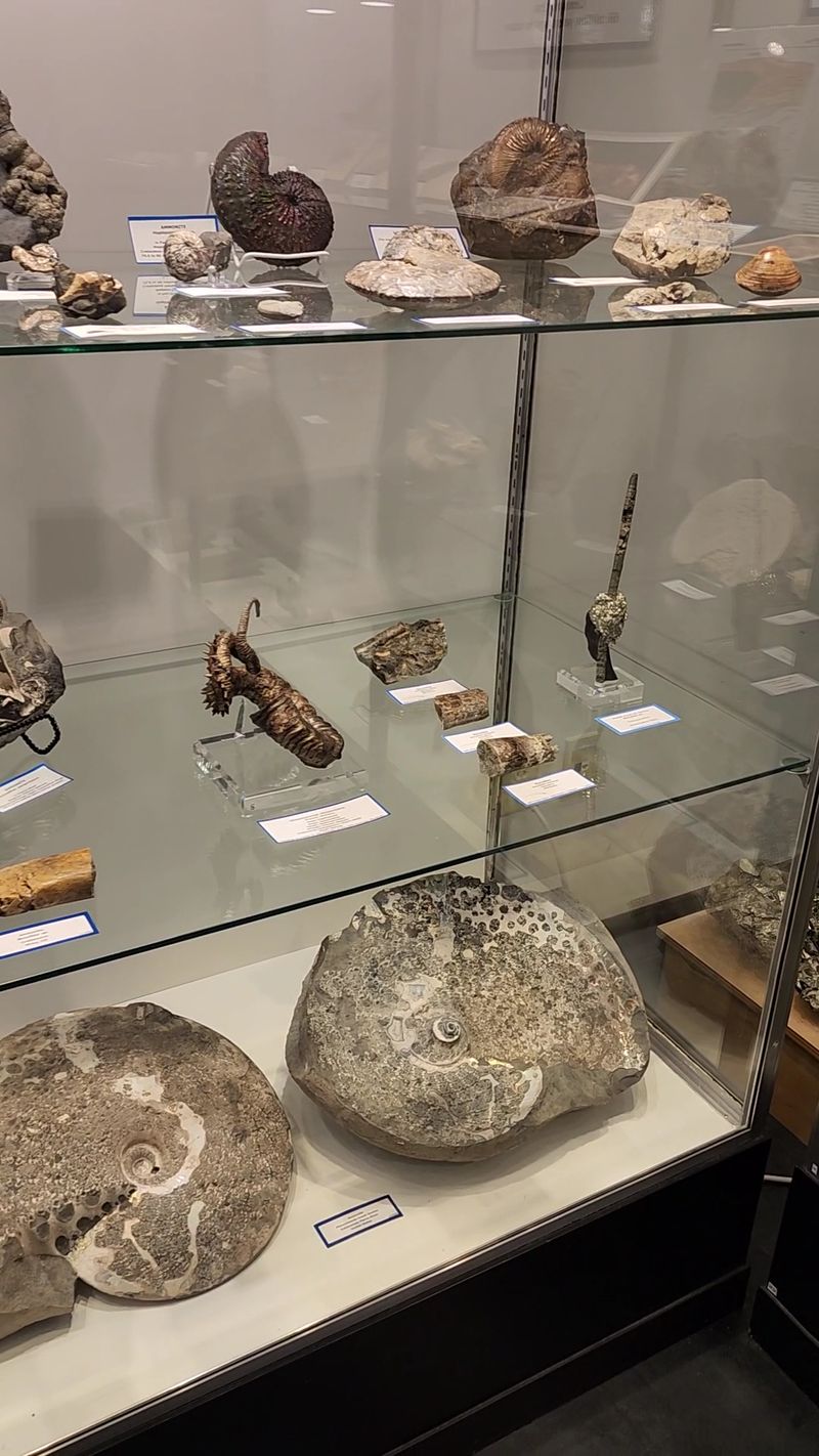 Fossils And Ancient Life Add Another Layer Fossils And Ancient Life Add Another Layer