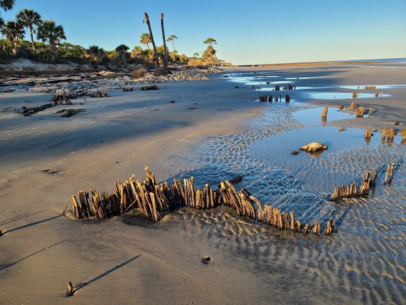 Fossils Beyond Shark Teeth Are Waiting to Be Found