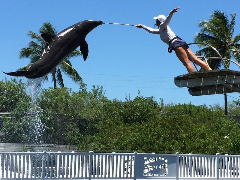 Founded in 1946, Making It One Of The Oldest Marine Parks In The United States