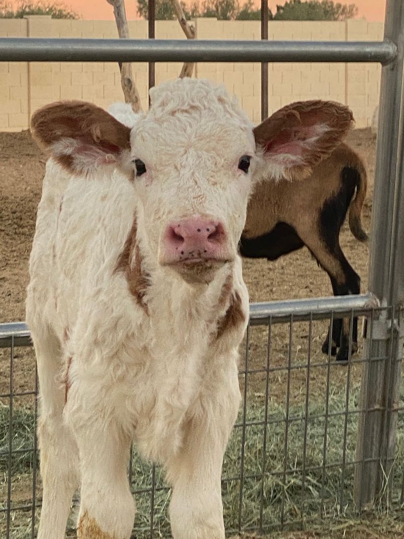 Four Calves Saved From a Dairy Farm Four Calves Saved From a Dairy Farm