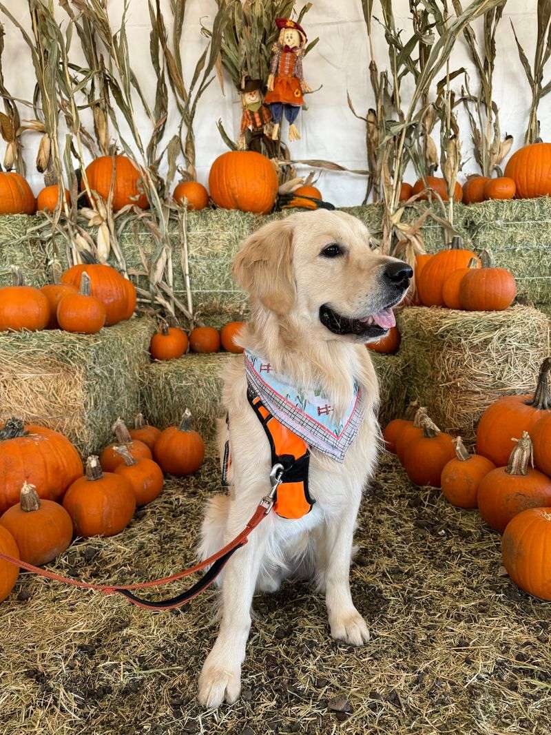 Four-Legged Guests Welcome