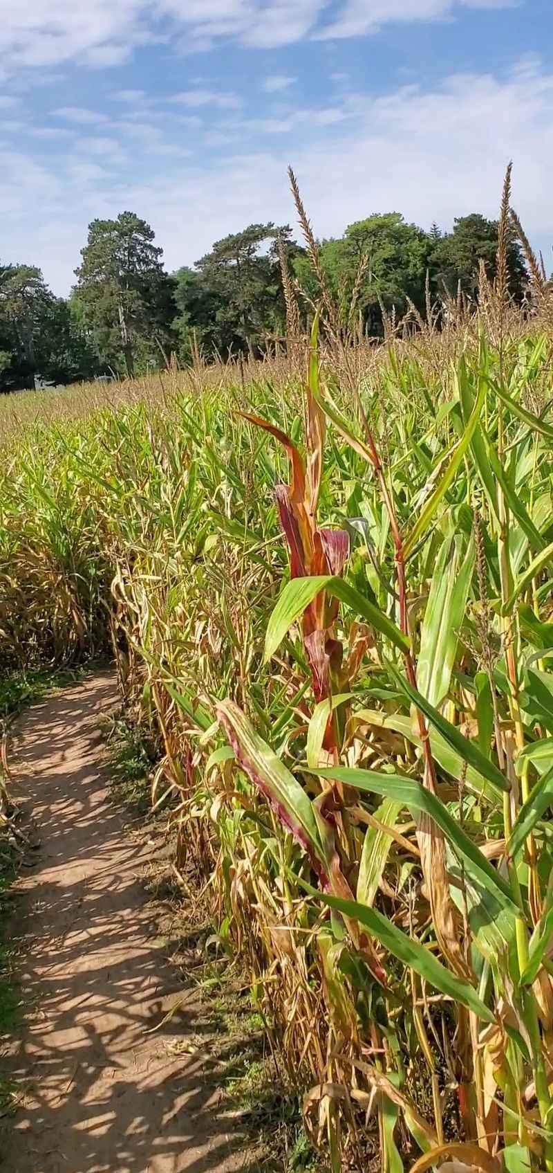 Four Mile Road Turns Into Orchard Country