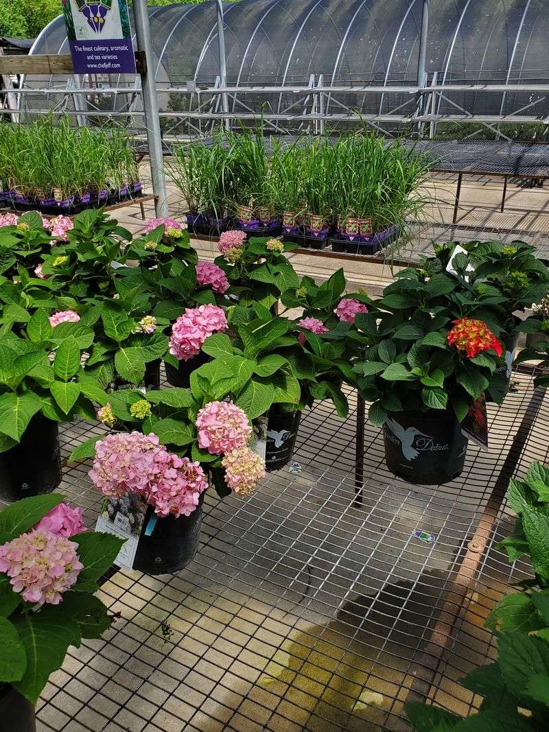 Four Seasons Nursery And Garden