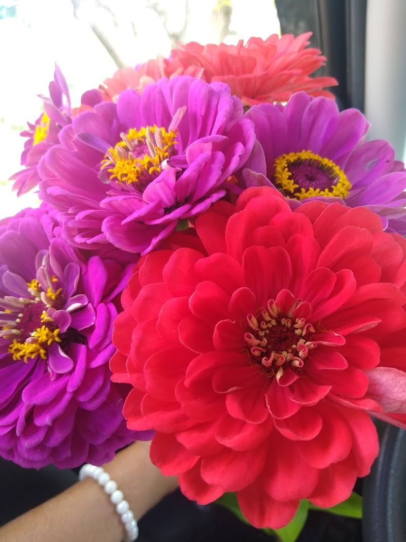 Fairview Berry And Flower Farm, Grant