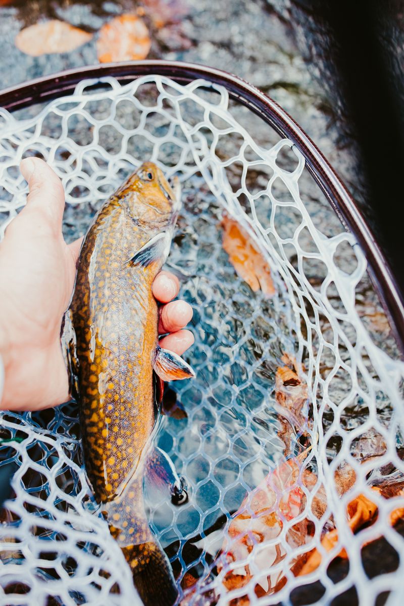 Fox River, Seney