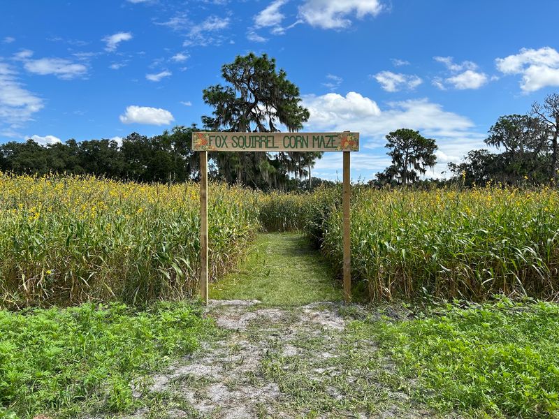 Fox Squirrel Corn Maze & Pumpkin Patch Fox Squirrel Corn Maze & Pumpkin Patch