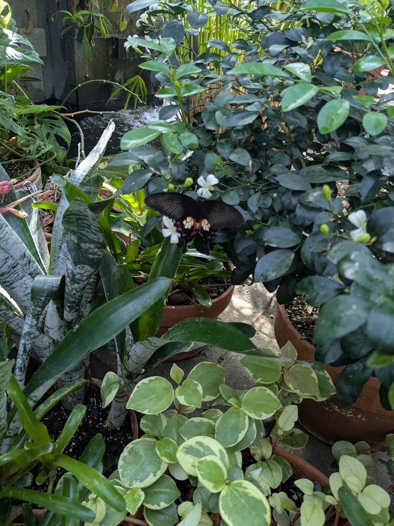 Dow Gardens, Midland