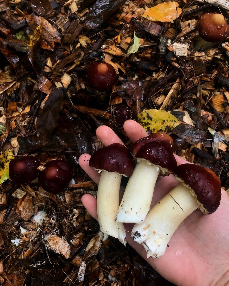 Franklin County Forest Foragers