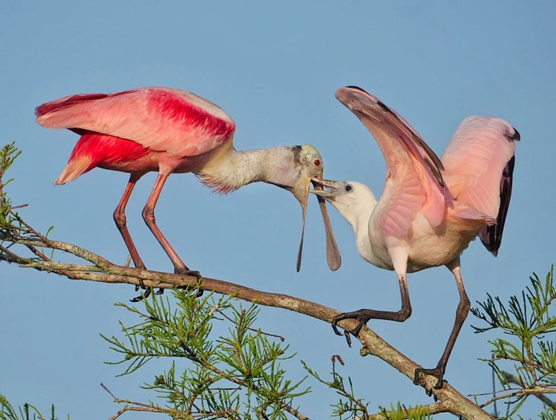 Nesting Season Brings Rare Species