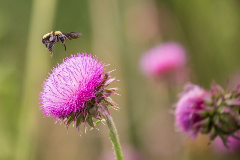 Monarch Butterflies And Other Pollinators Share The Stage