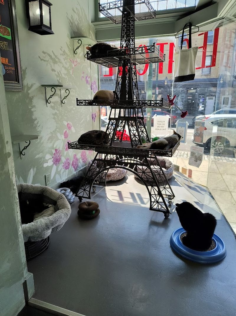 The Cats Come From Real Rescue Situations