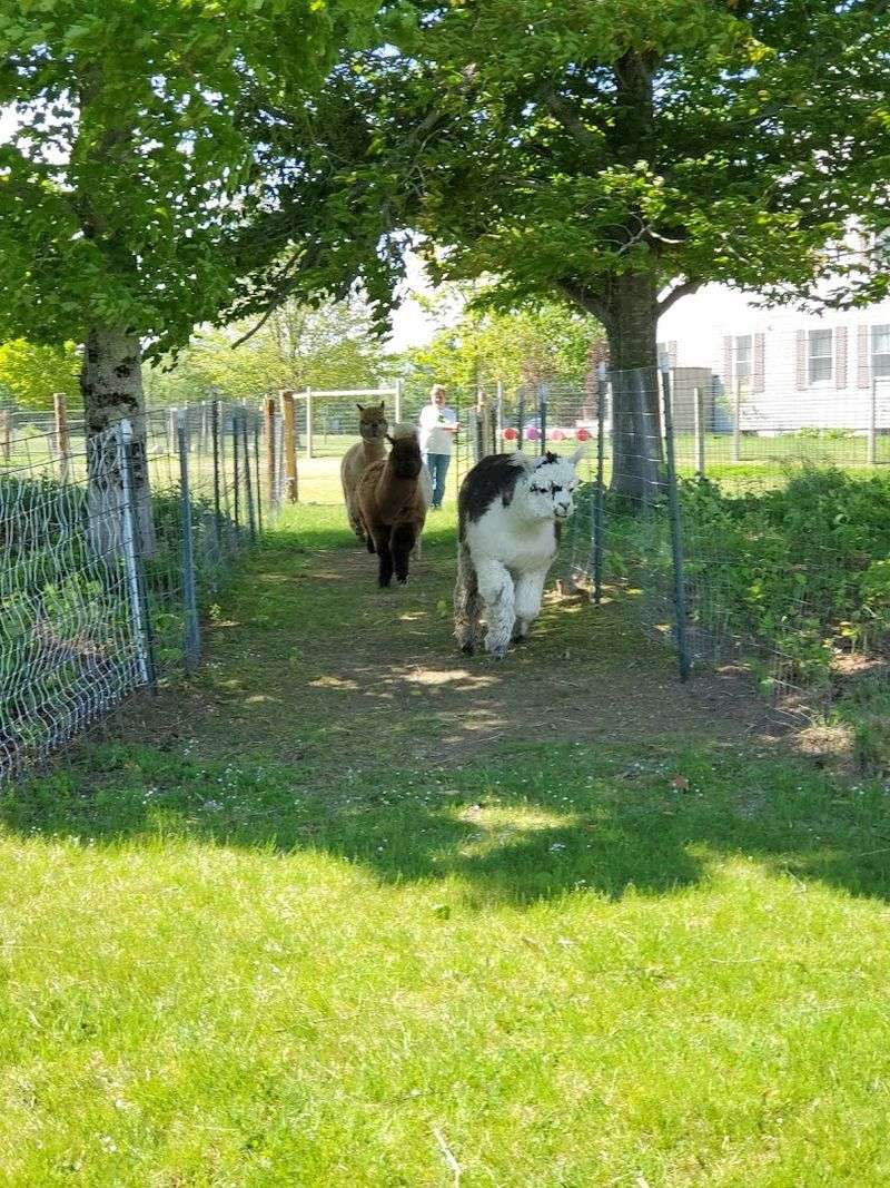 The Signature Alpaca Walk Experience