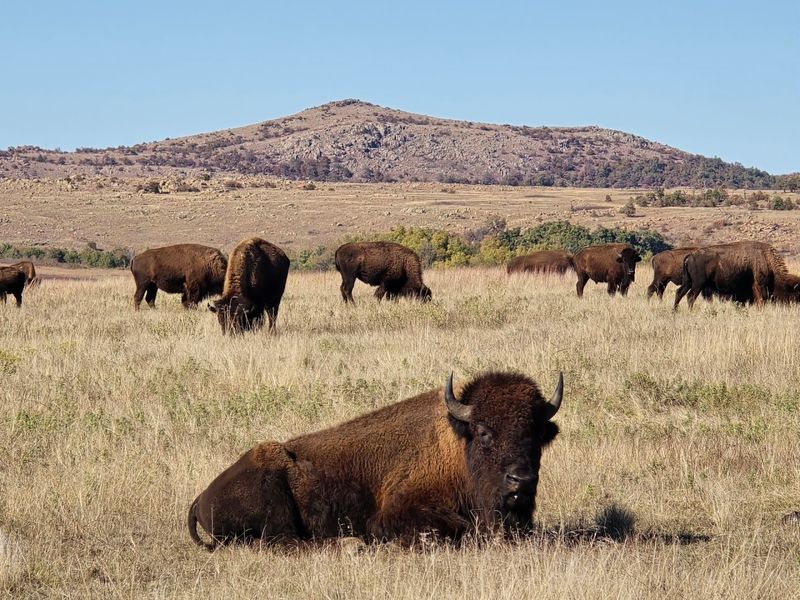 Free-Roaming American Bison Herds Free-Roaming American Bison Herds