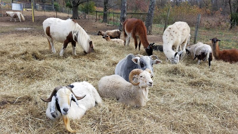 Free-Roaming Animals Create Memorable Photo Moments Free-Roaming Animals Create Memorable Photo Moments