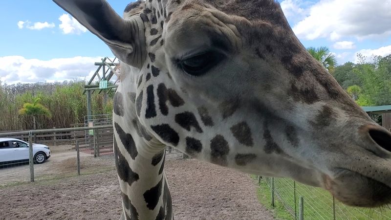 Free-Roaming Animals Up Close