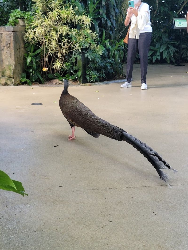 Free-Roaming Birds That Walk Right Up To You Free-Roaming Birds That Walk Right Up To You