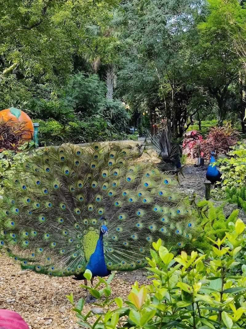 Free-Roaming Peacocks That Steal The Show Free-Roaming Peacocks That Steal The Show