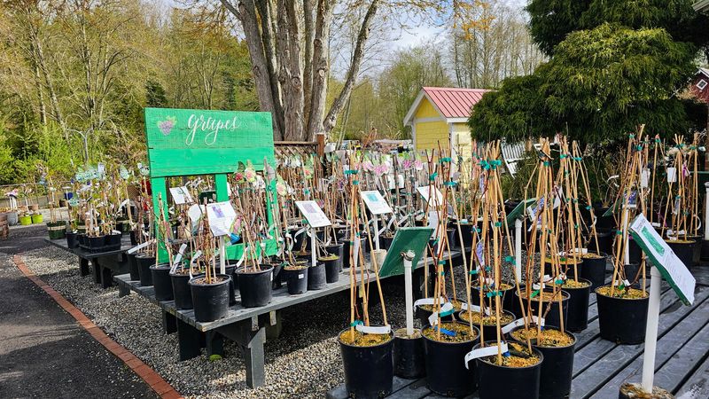Free Spring Classes And The Plantcast Podcast