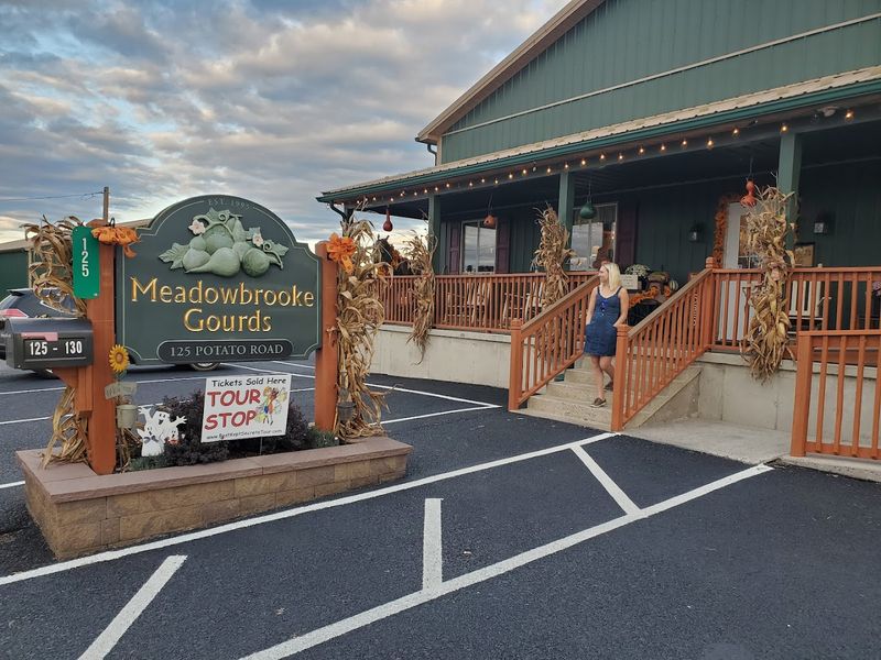 The Scale of the Sunflower Fields Is Hard to Believe