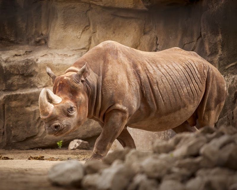 Free Zoos and Parks, Chicago Free Zoos and Parks, Chicago