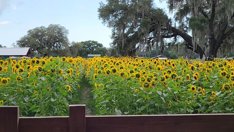 Fresh Apple Cider And Homemade Treats Fuel Your Farm Adventures