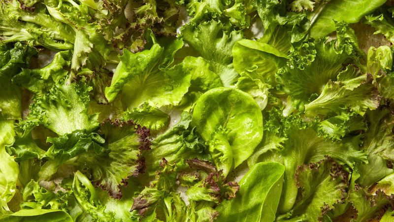 Salad Greens: The Slimy Time Bomb