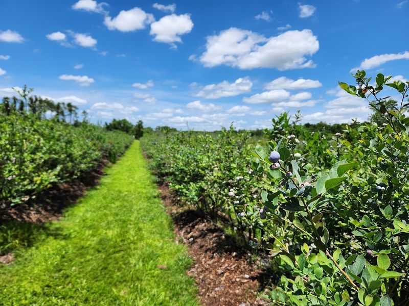 Family-Friendly Activities Beyond Berry Picking