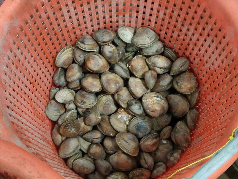 Fresh Clams Are A True Specialty And A Crowd Favorite Fresh Clams Are A True Specialty And A Crowd Favorite