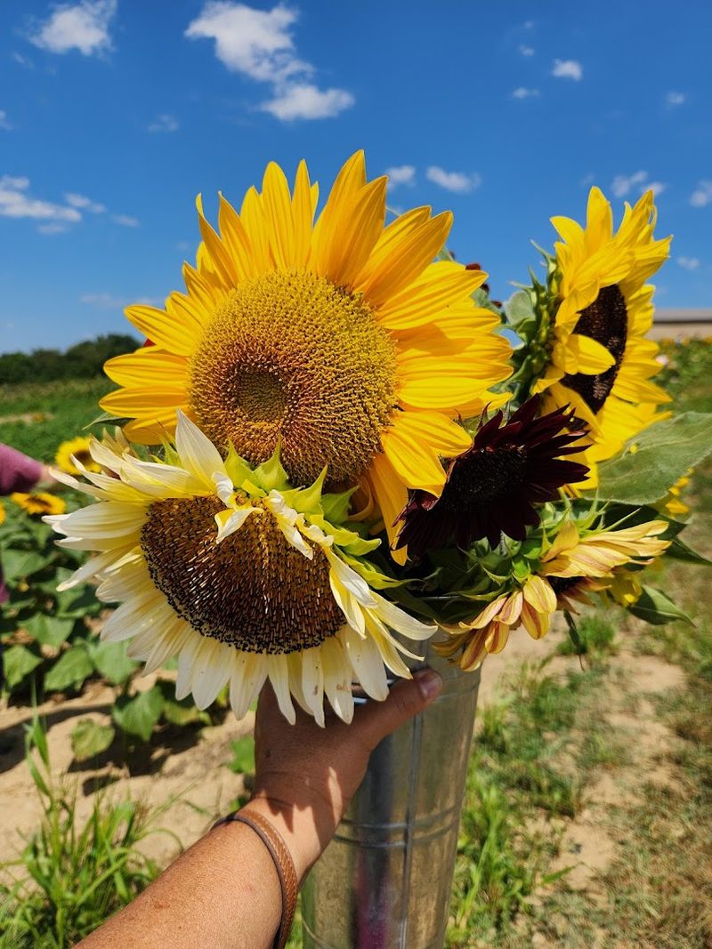 Fresh-Cut Sunflowers And A Garden Full Of Color