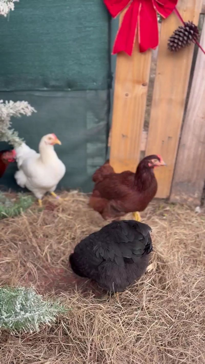 Fresh Farm Eggs Are Worth Taking Home