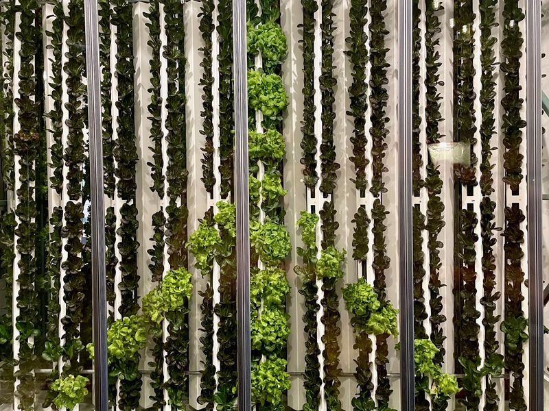 Fresh Greens Have A Short Commute