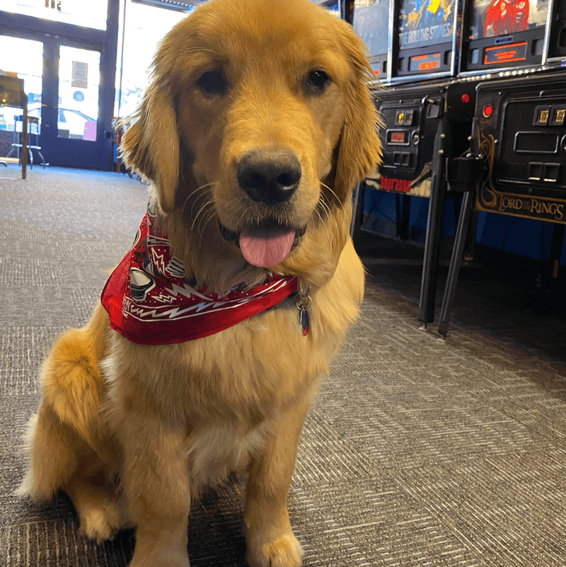 Fresh High Scores Daily And A Golden Retriever Greeter Fresh High Scores Daily And A Golden Retriever Greeter
