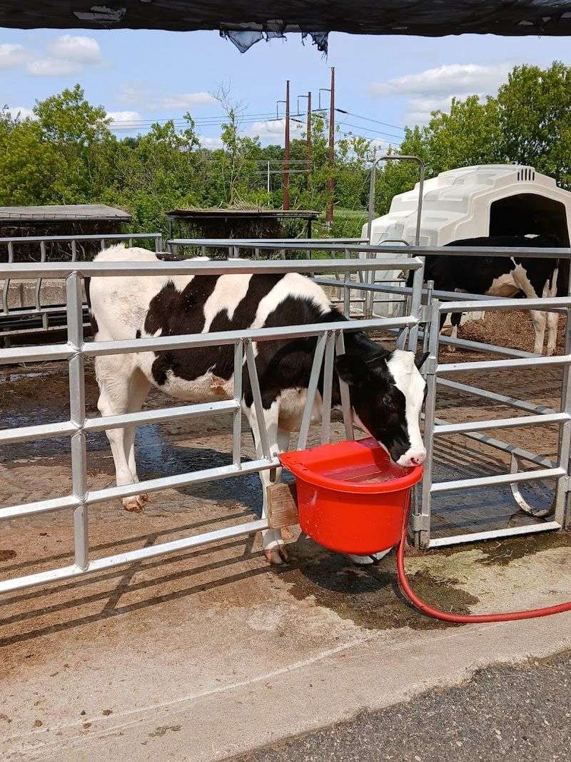 Fresh Milk Bottled On-Site Within 24 Hours Fresh Milk Bottled On-Site Within 24 Hours