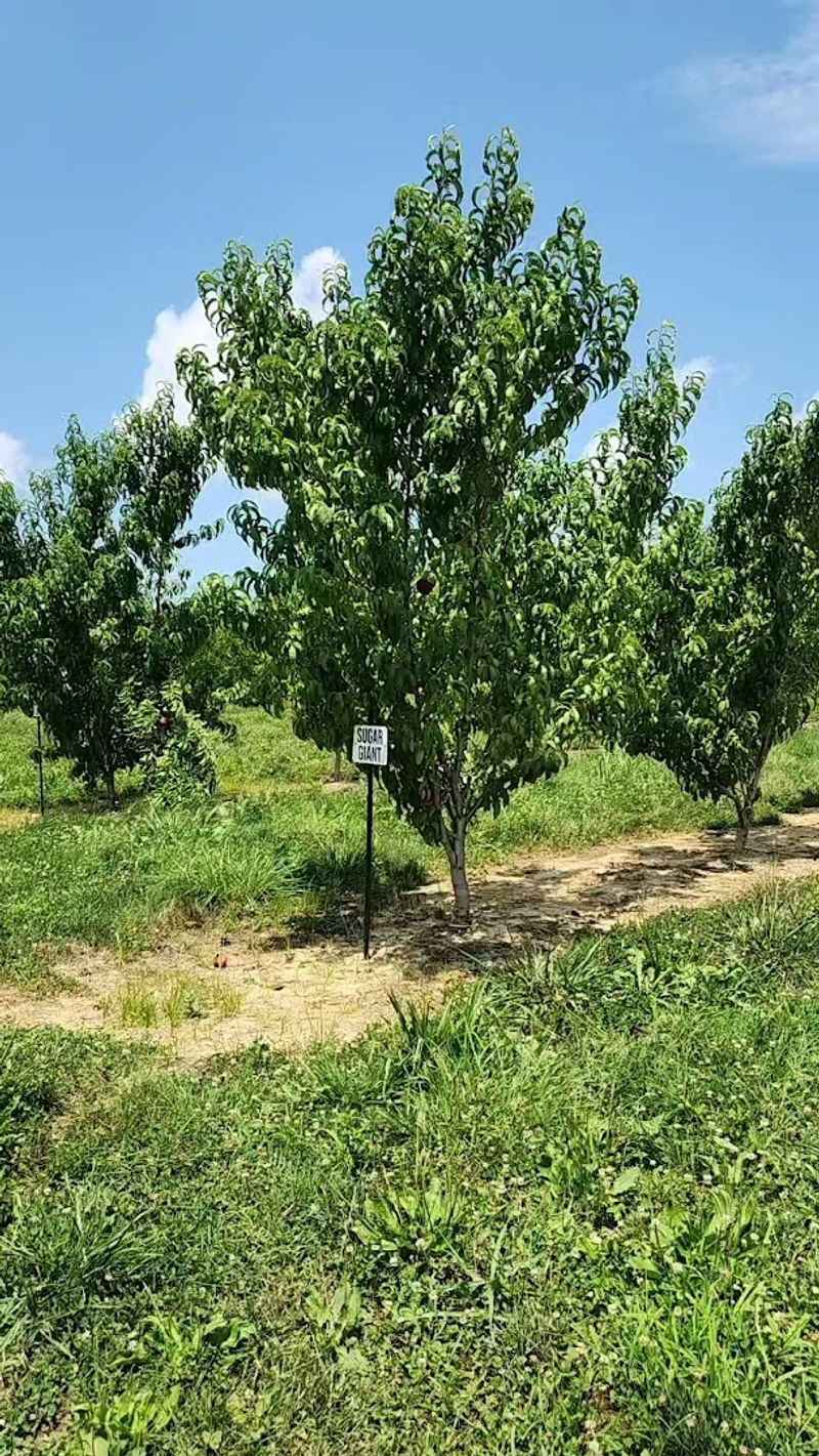 Peach Season Brings Its Own Magic