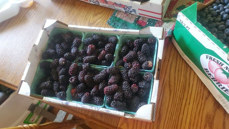 Fresh Produce And Organic Options That Bring The Farm Closer To Your Table